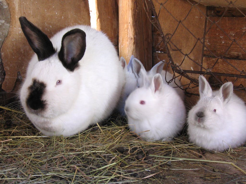 Holland Lop