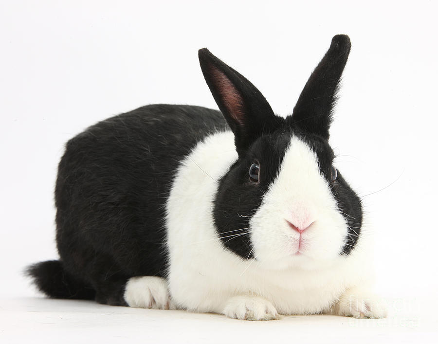 Holland Lop