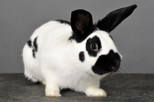 Holland Lop