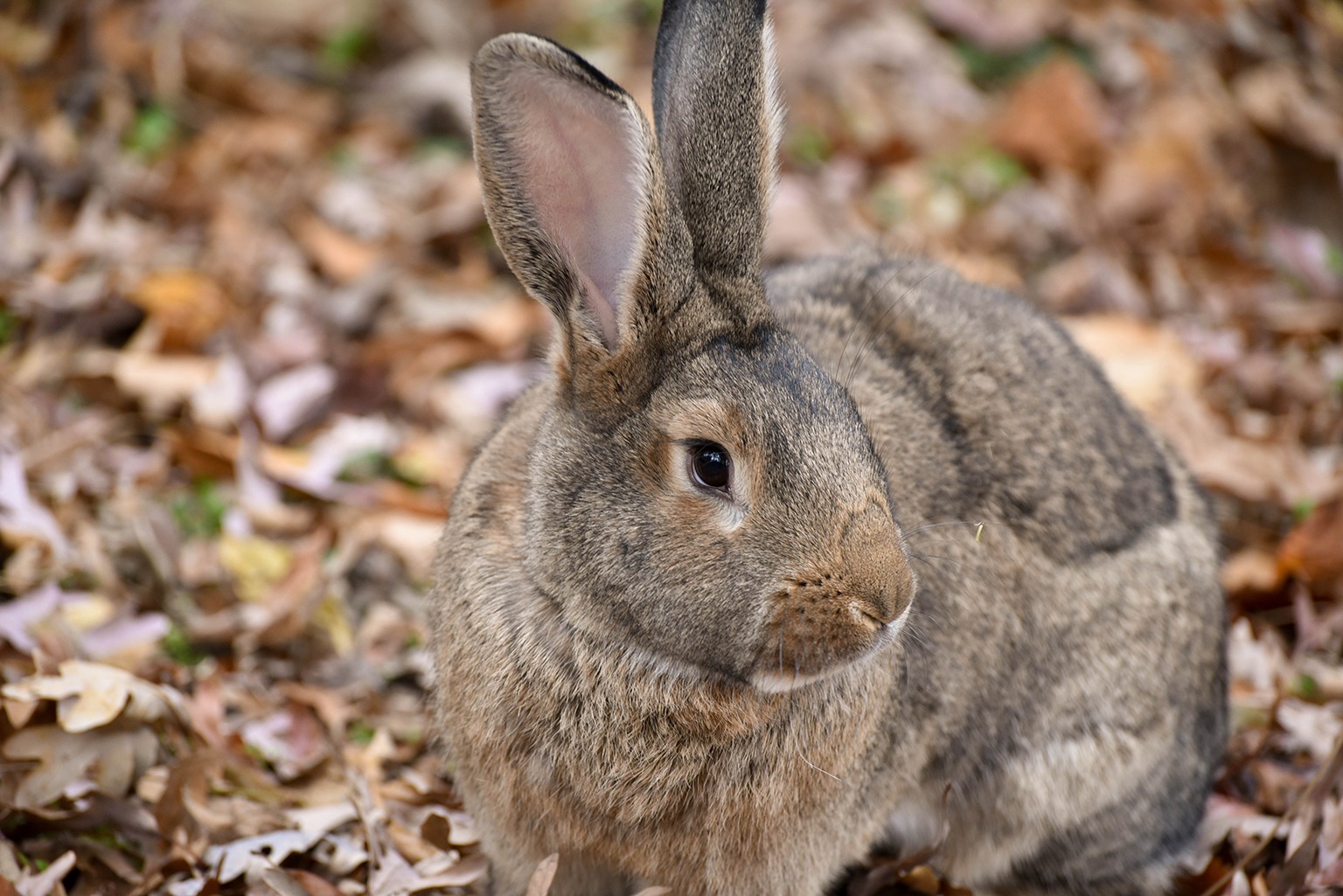 Holland Lop