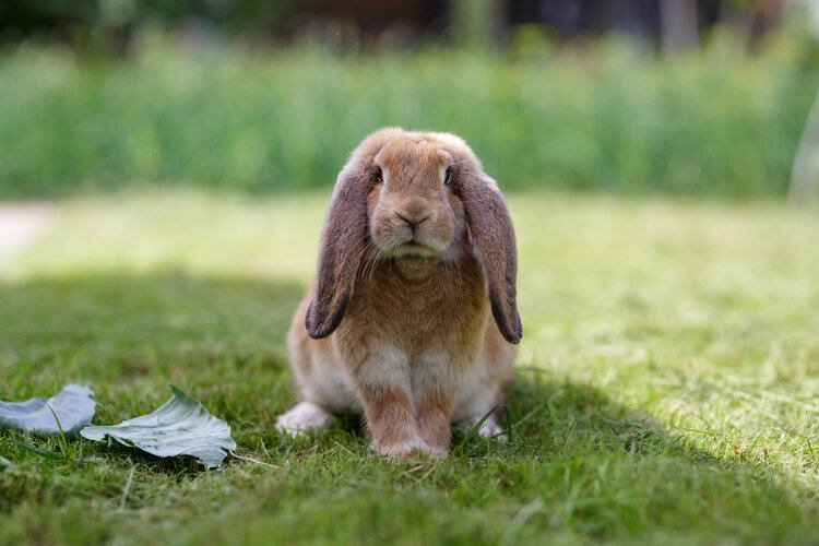 Holland Lop