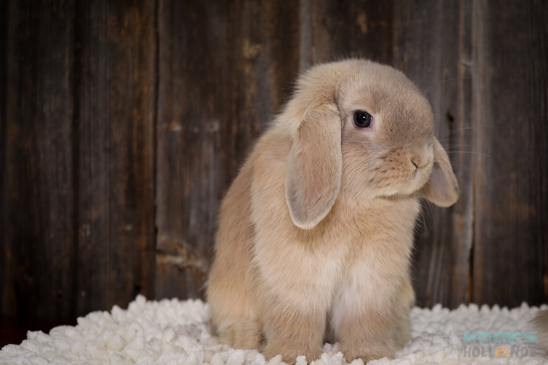 Holland Lop