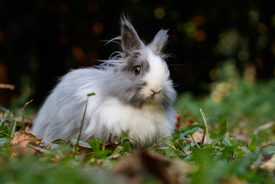 Holland Lop