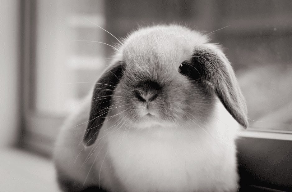 Holland Lop