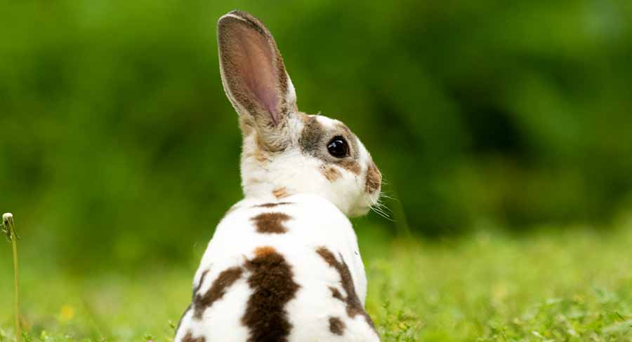 Holland Lop