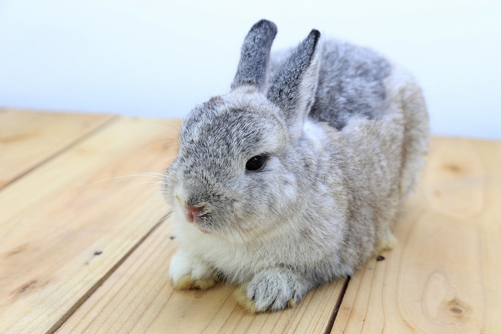 Holland Lop